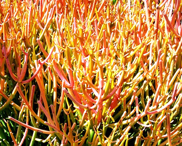 Firestick Succulent Plant